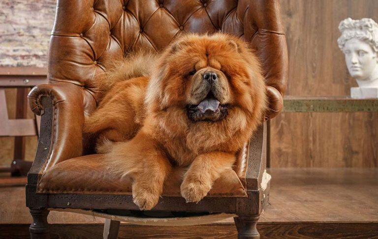 سگ نژاد چاو چاو (Chow Chow)