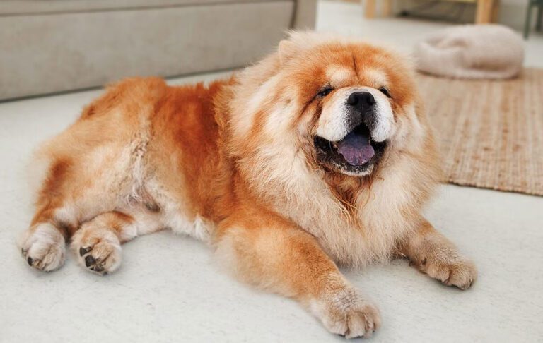 سگ نژاد چاو چاو (Chow Chow)