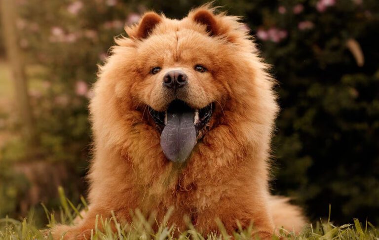 سگ نژاد چاو چاو (Chow Chow)