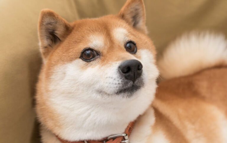 ۶۴۶۵۴۵۶۴۵