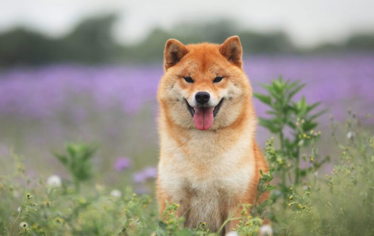 ۶۸۶۸۶۹۹