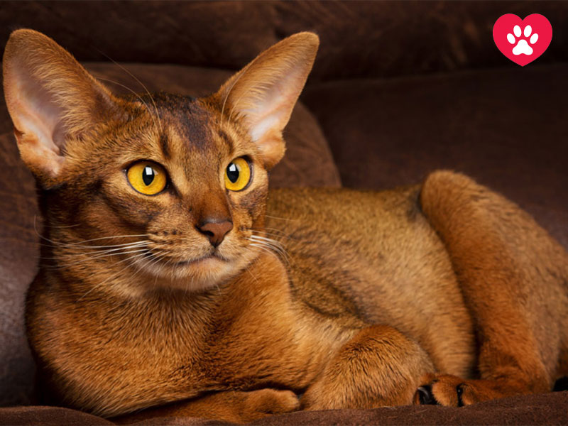 گربه‌ حبشی ( Abyssinian )