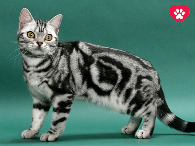 مو کوتاه آمریکایی ( American Shorthair )