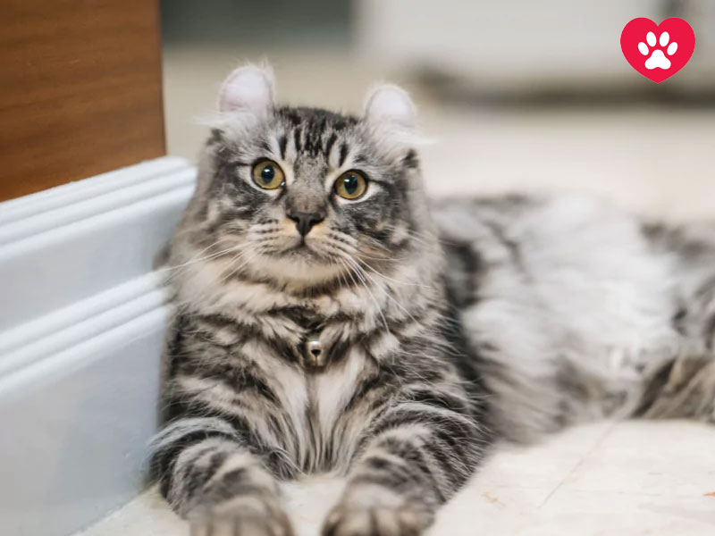   کرل امریکایی ( American Curl )