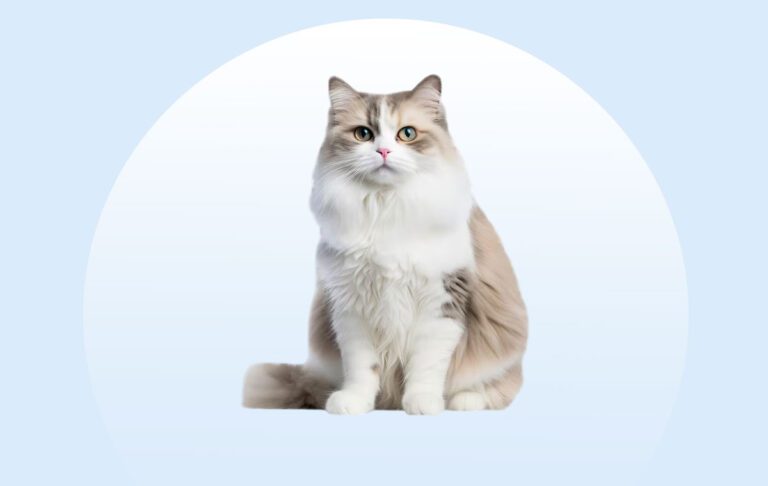گربه نژاد راگامافین (Ragamuffin)