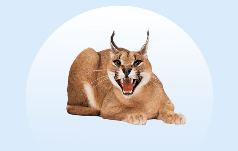 نژاد گربه کاراکال (Caracal)