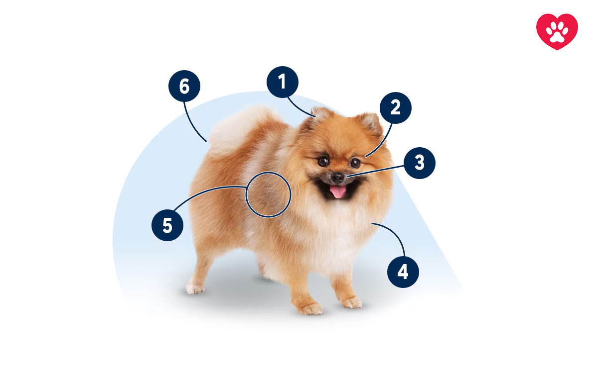 سگ نژاد پامرانین (Pomeranian)