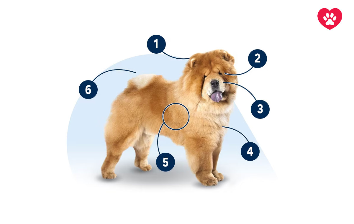 سگ نژاد چاو چاو (Chow Chow)