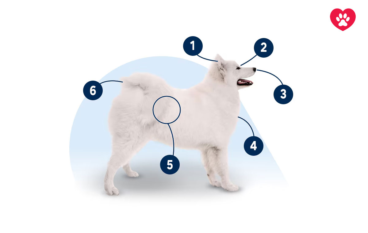 سگ نژاد ساموید (Samoyed)