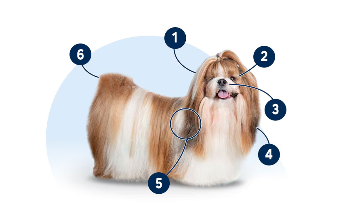 سگ نژاد شیتزو (Shih Tzu)
