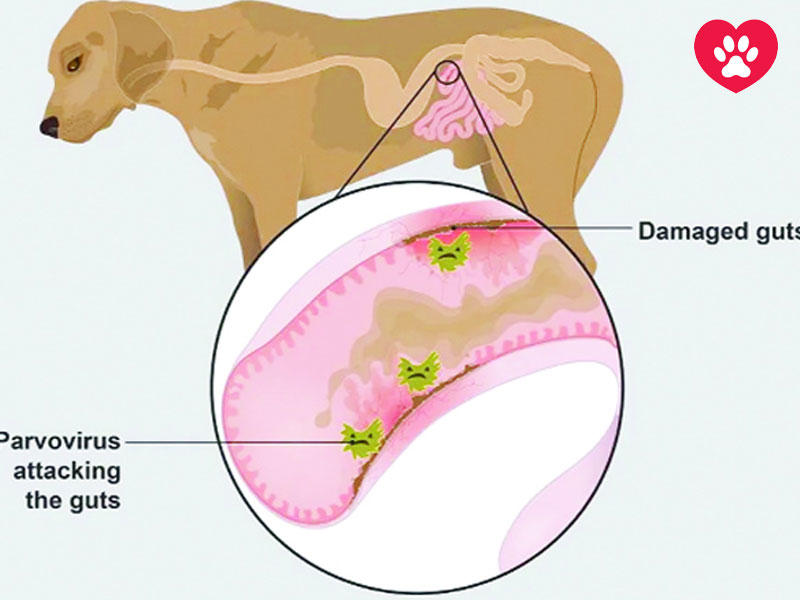 نگهداری از سگ مبتلا به پارواویروس + غذای سگ مبتلا به پاروا