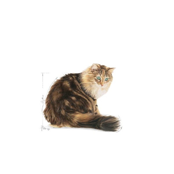 پوچ گربه مسن رویال کنین در سس گوشت Royal Canin Cat Ageing in Gravy وزن 85 گرم