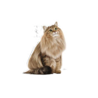 بسته پوچ گربه مراقبت از دستگاه ادراری رویال کنین Royal Canin Urinary Care وزن ۸۵ گرم