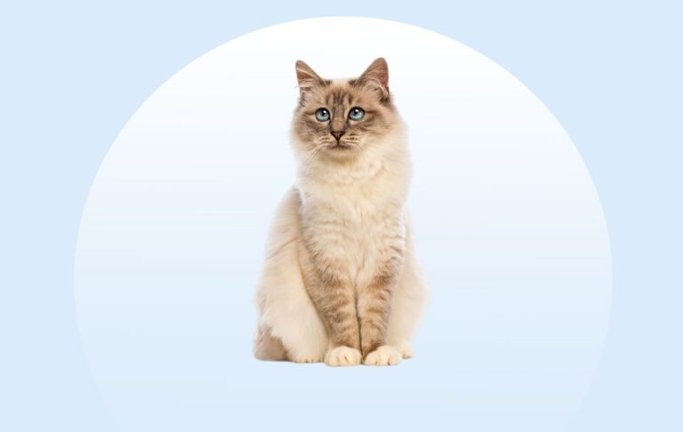 گربه نژاد بیرمن (Birman)