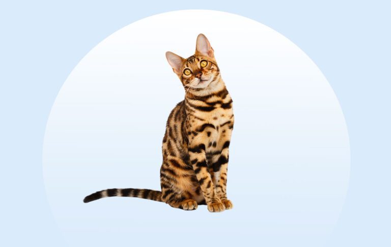 گربه نژاد بنگال (Bengal)