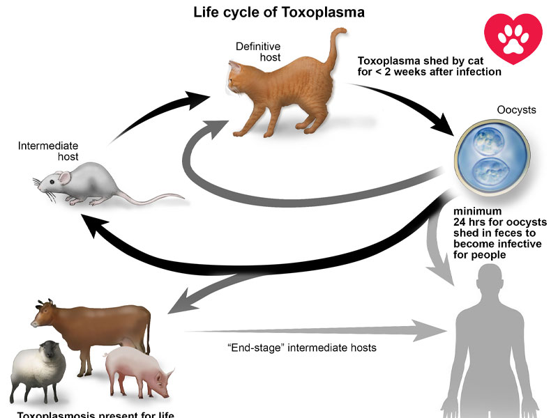 توکسوپلاسموز در گربه‌