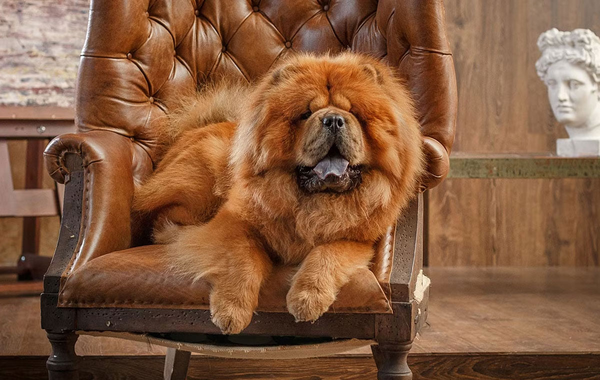 سگ نژاد چاو چاو (Chow Chow)