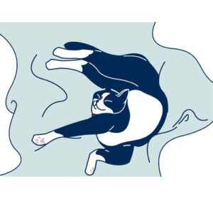 انواع خوابیدن گربه