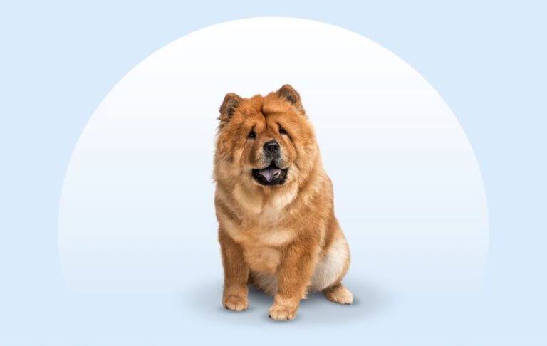 سگ نژاد چاو چاو (Chow Chow)