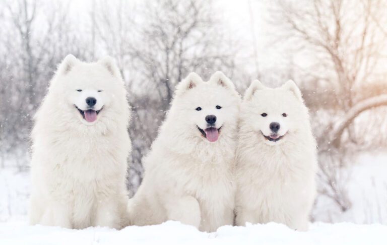 سگ نژاد ساموید (Samoyed)