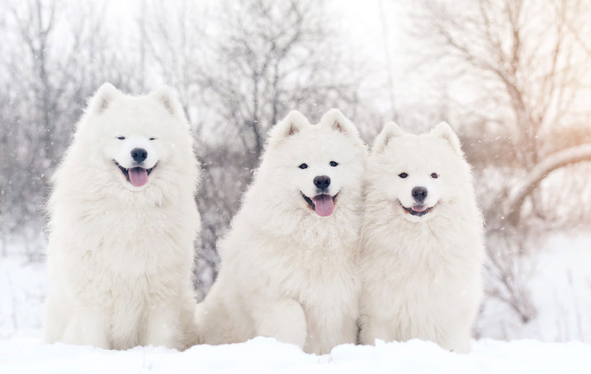 سگ نژاد ساموید (Samoyed)