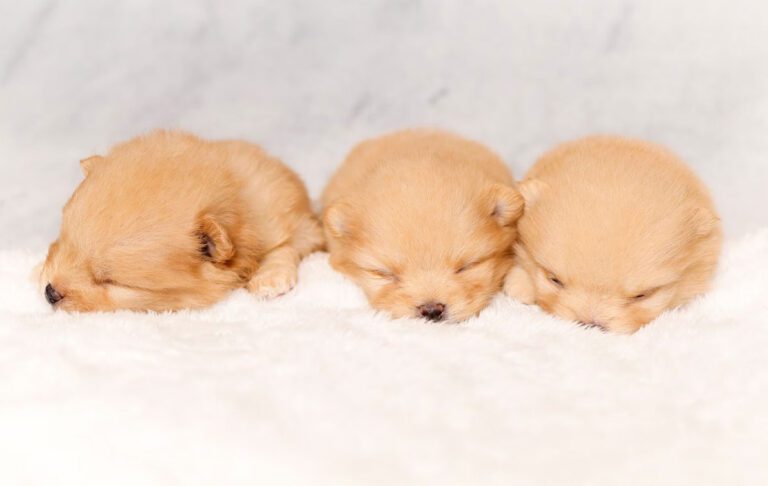 سگ نژاد پامرانین (Pomeranian)