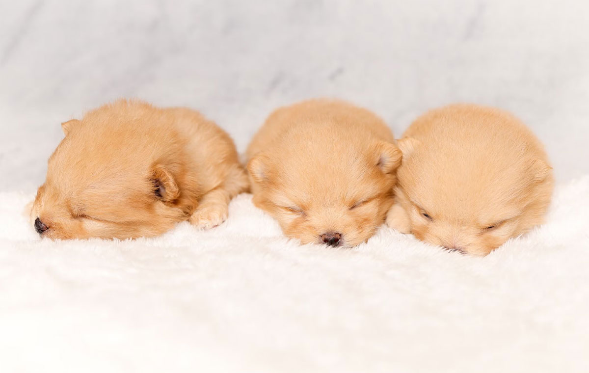 سگ نژاد پامرانین (Pomeranian)