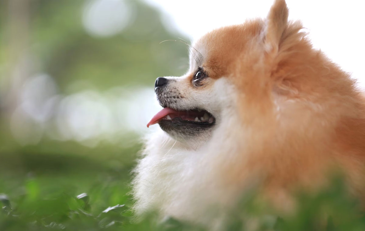 سگ نژاد پامرانین (Pomeranian)