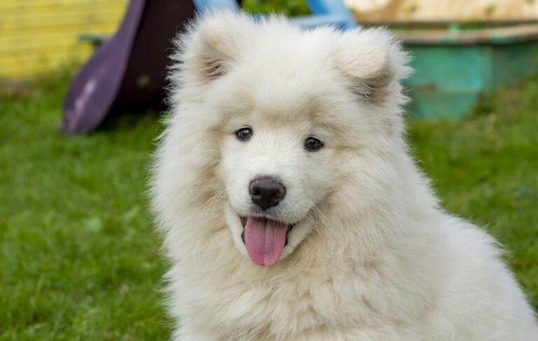 سگ نژاد ساموید (Samoyed)
