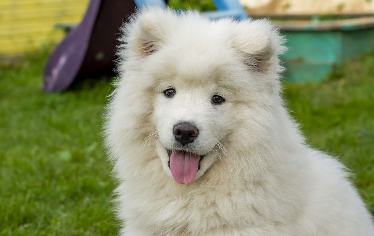 سگ نژاد ساموید (Samoyed)