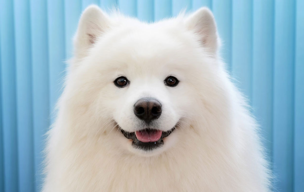 سگ نژاد ساموید (Samoyed)
