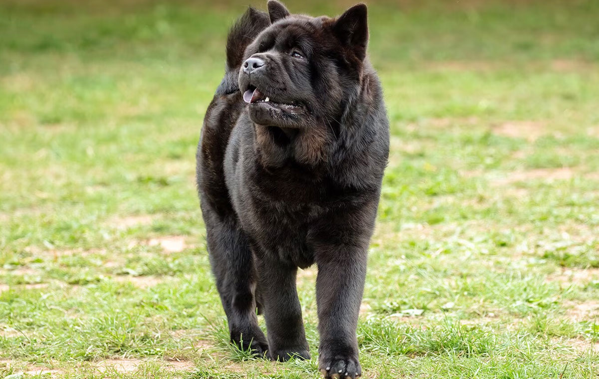 سگ نژاد چاو چاو (Chow Chow)