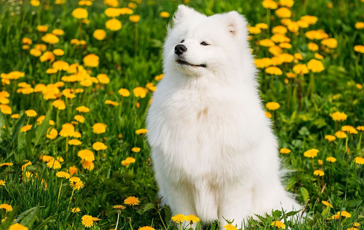 سگ نژاد ساموید (Samoyed)
