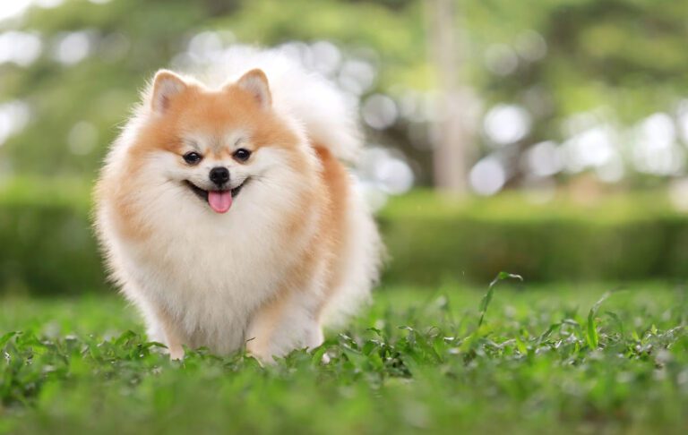 سگ نژاد پامرانین (Pomeranian)
