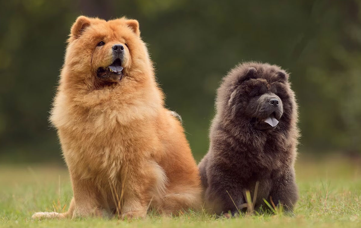 سگ نژاد چاو چاو (Chow Chow)