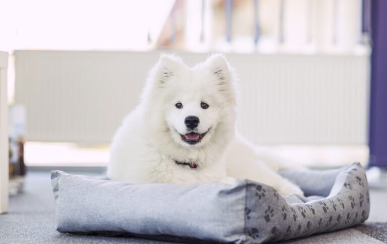 سگ نژاد ساموید (Samoyed)