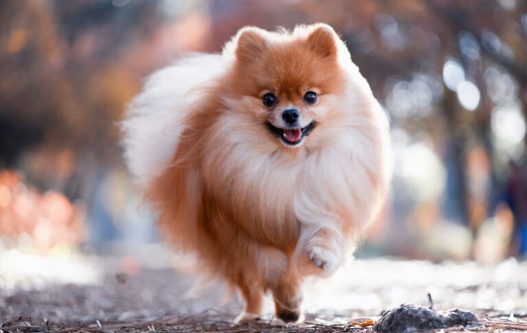 سگ نژاد پامرانین (Pomeranian)