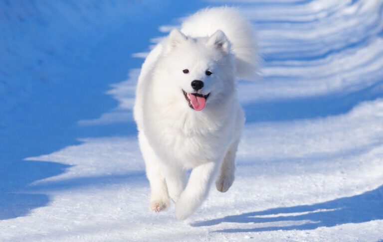سگ نژاد ساموید (Samoyed)