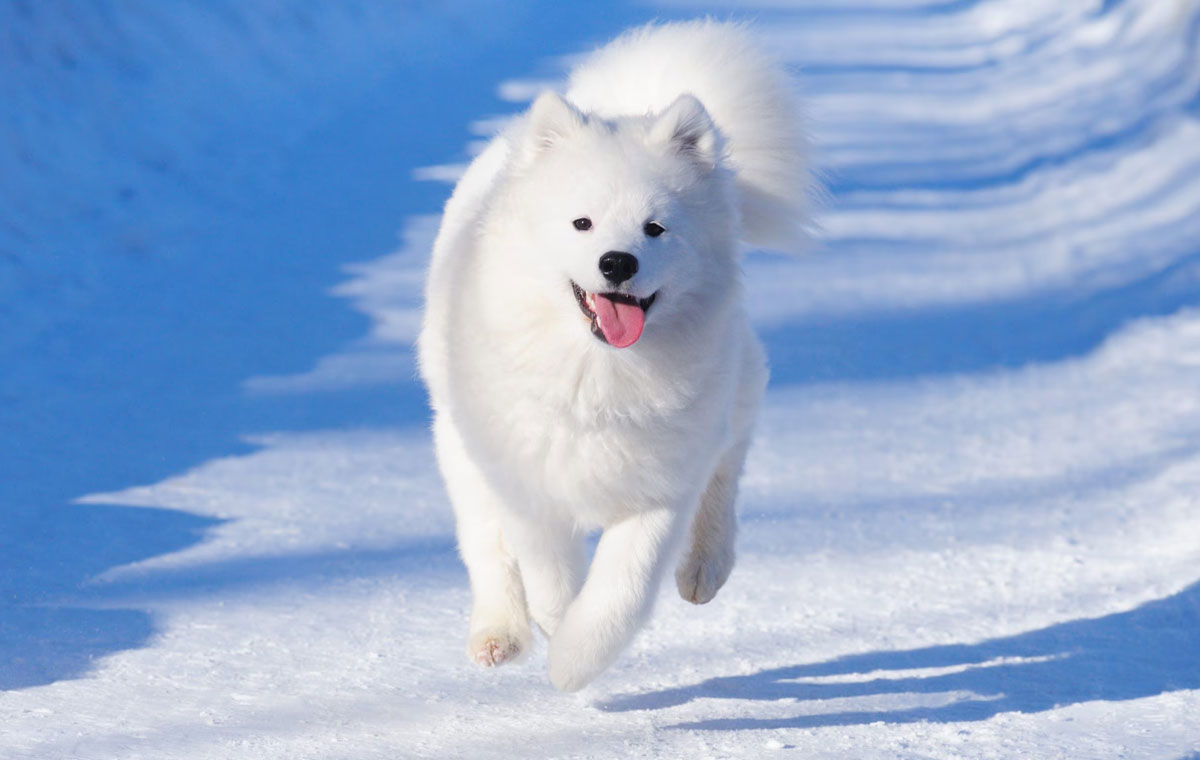 سگ نژاد ساموید (Samoyed)