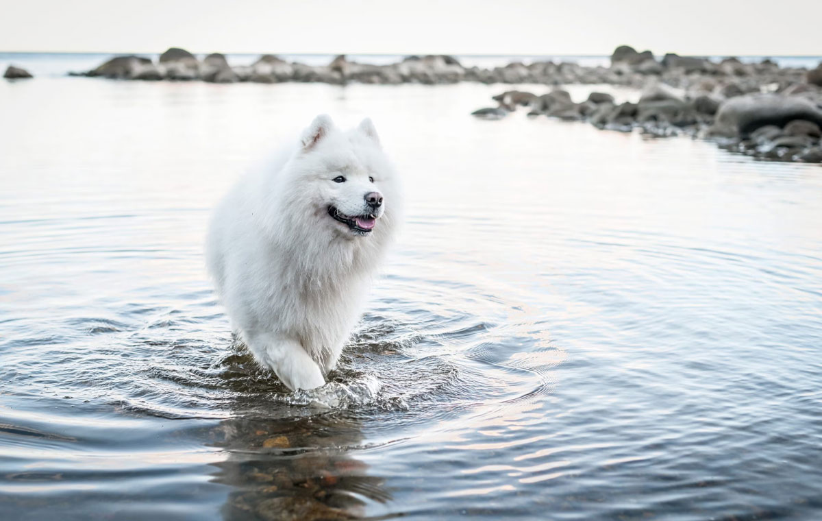 سگ نژاد ساموید (Samoyed)