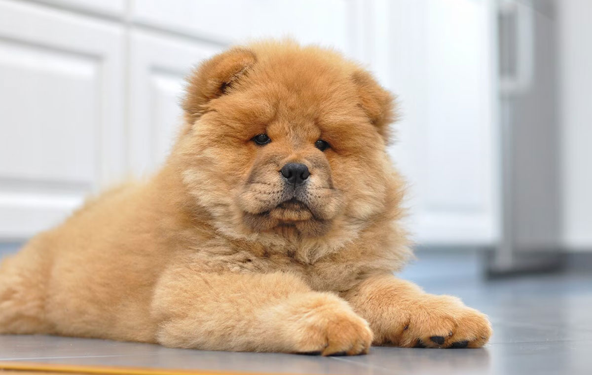 سگ نژاد چاو چاو (Chow Chow)