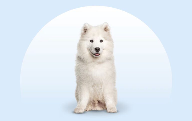 سگ نژاد ساموید (Samoyed)