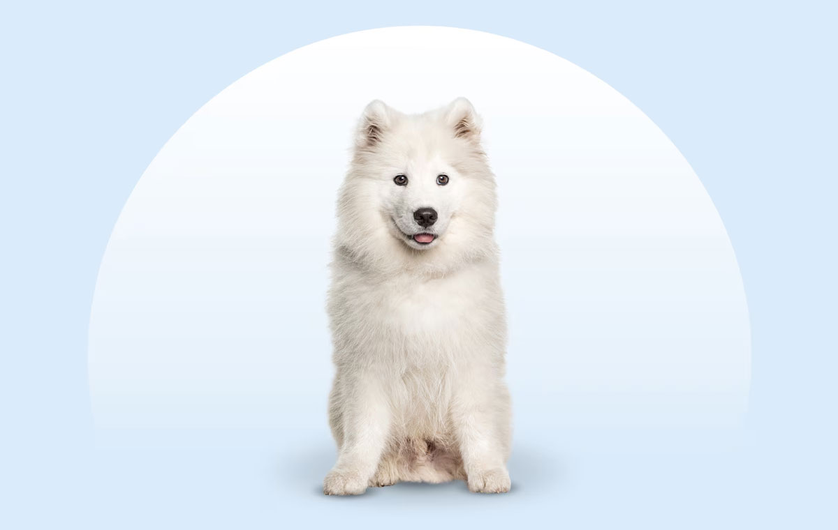 سگ نژاد ساموید (Samoyed)