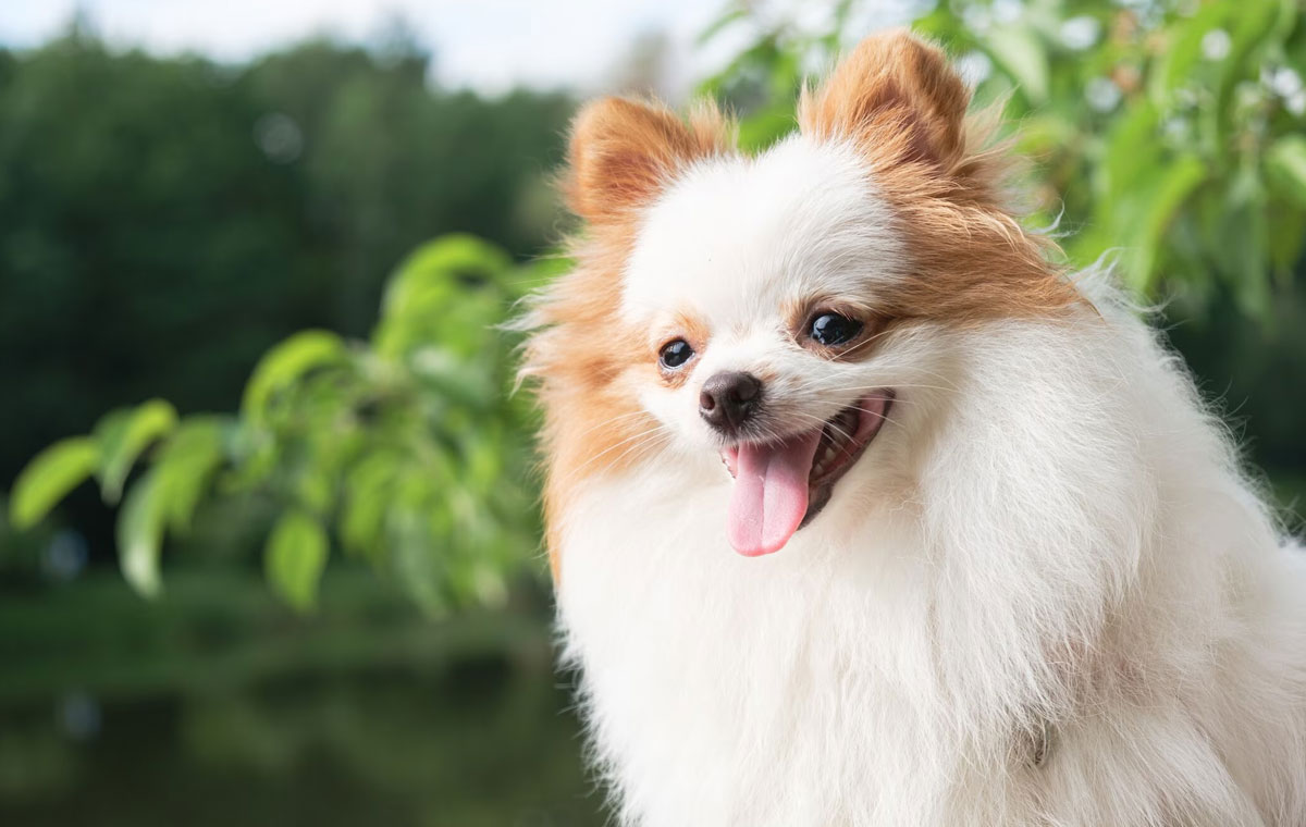 سگ نژاد پامرانین (Pomeranian)