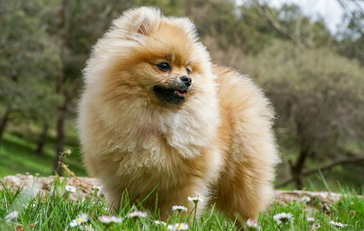 سگ نژاد پامرانین (Pomeranian)