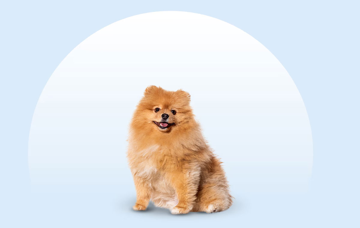 سگ نژاد پامرانین (Pomeranian)