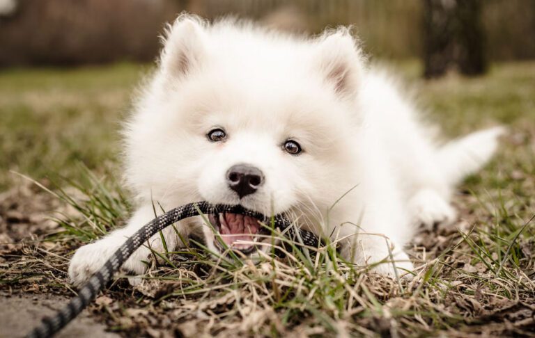 سگ نژاد ساموید (Samoyed)