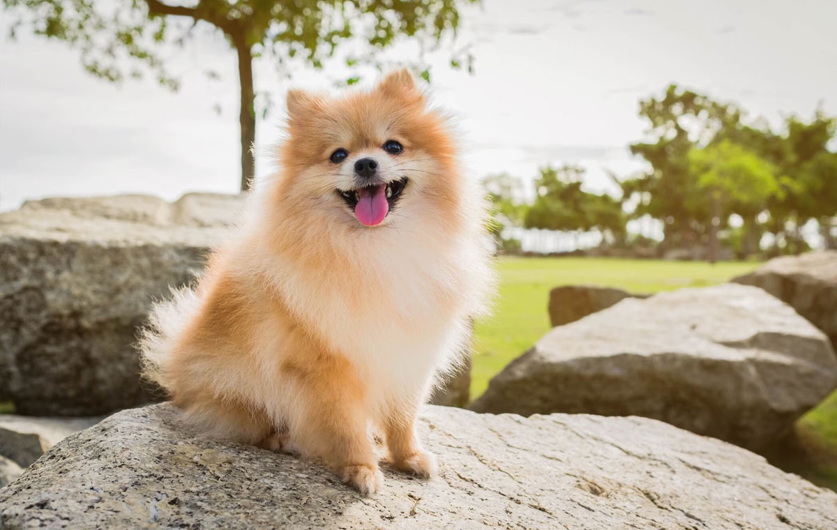 سگ نژاد پامرانین (Pomeranian)