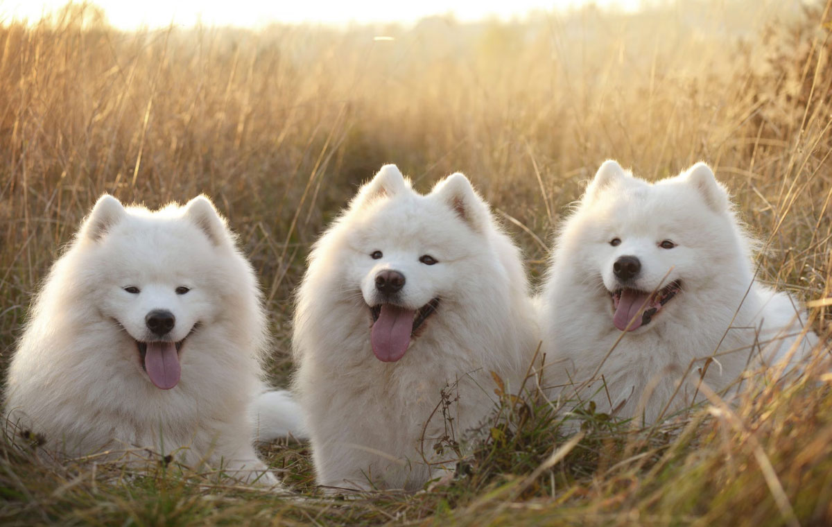 سگ نژاد ساموید (Samoyed)