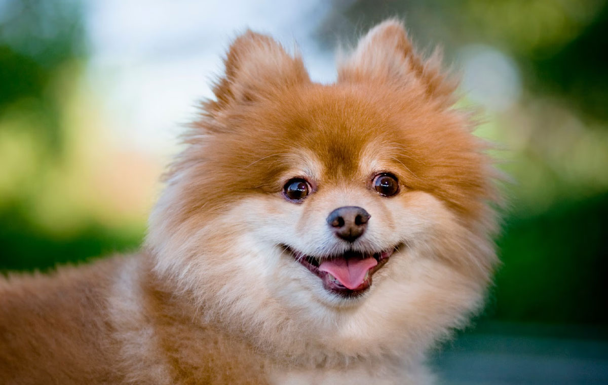 سگ نژاد پامرانین (Pomeranian)